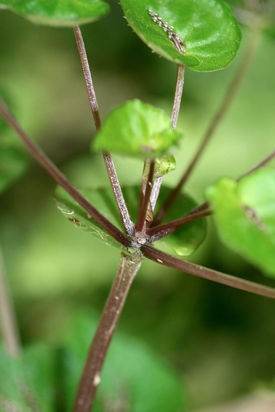 Изображение особи Peperomia pinoi.
