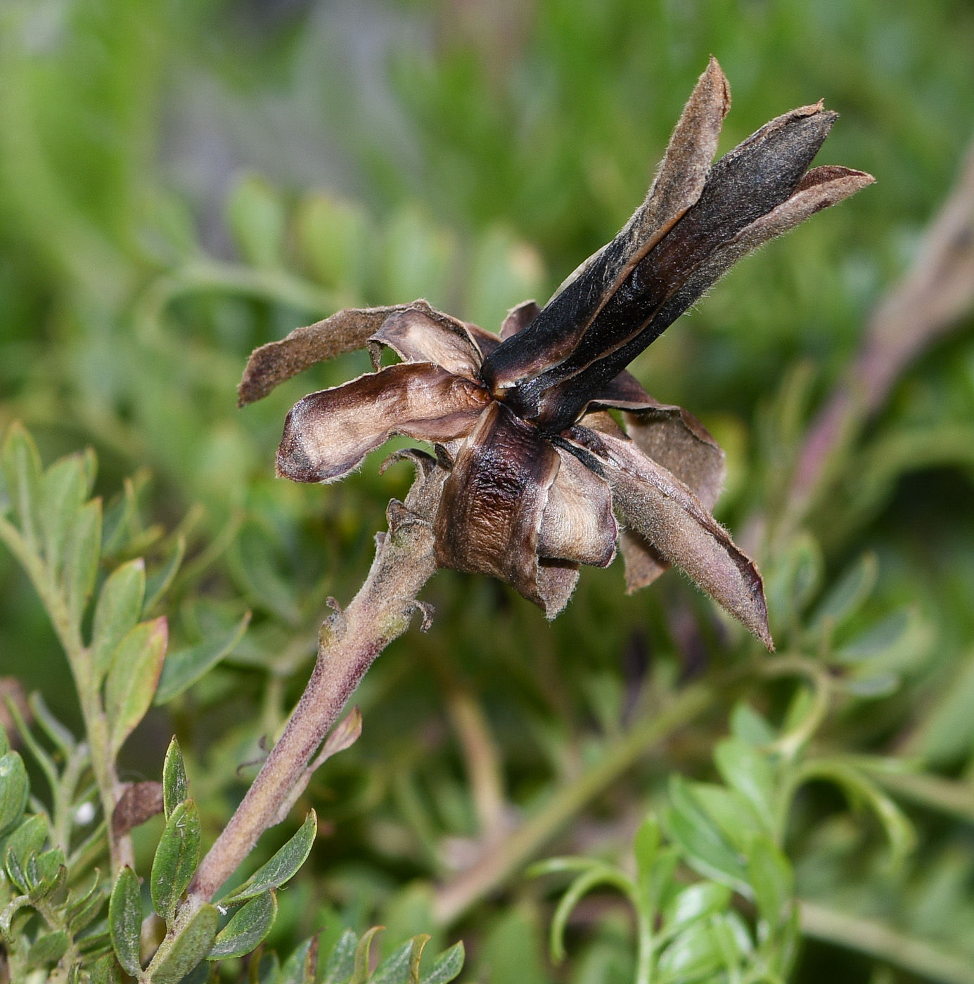 Image of Mutisia acuminata specimen.