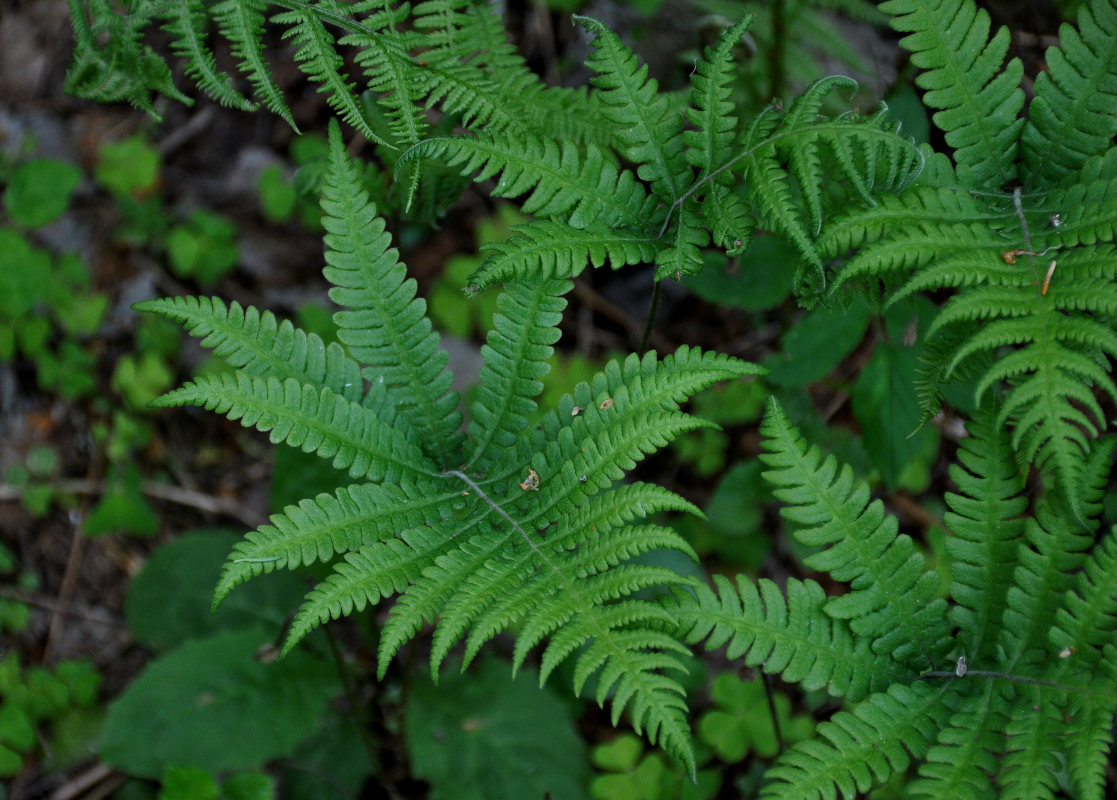 Изображение особи Phegopteris connectilis.