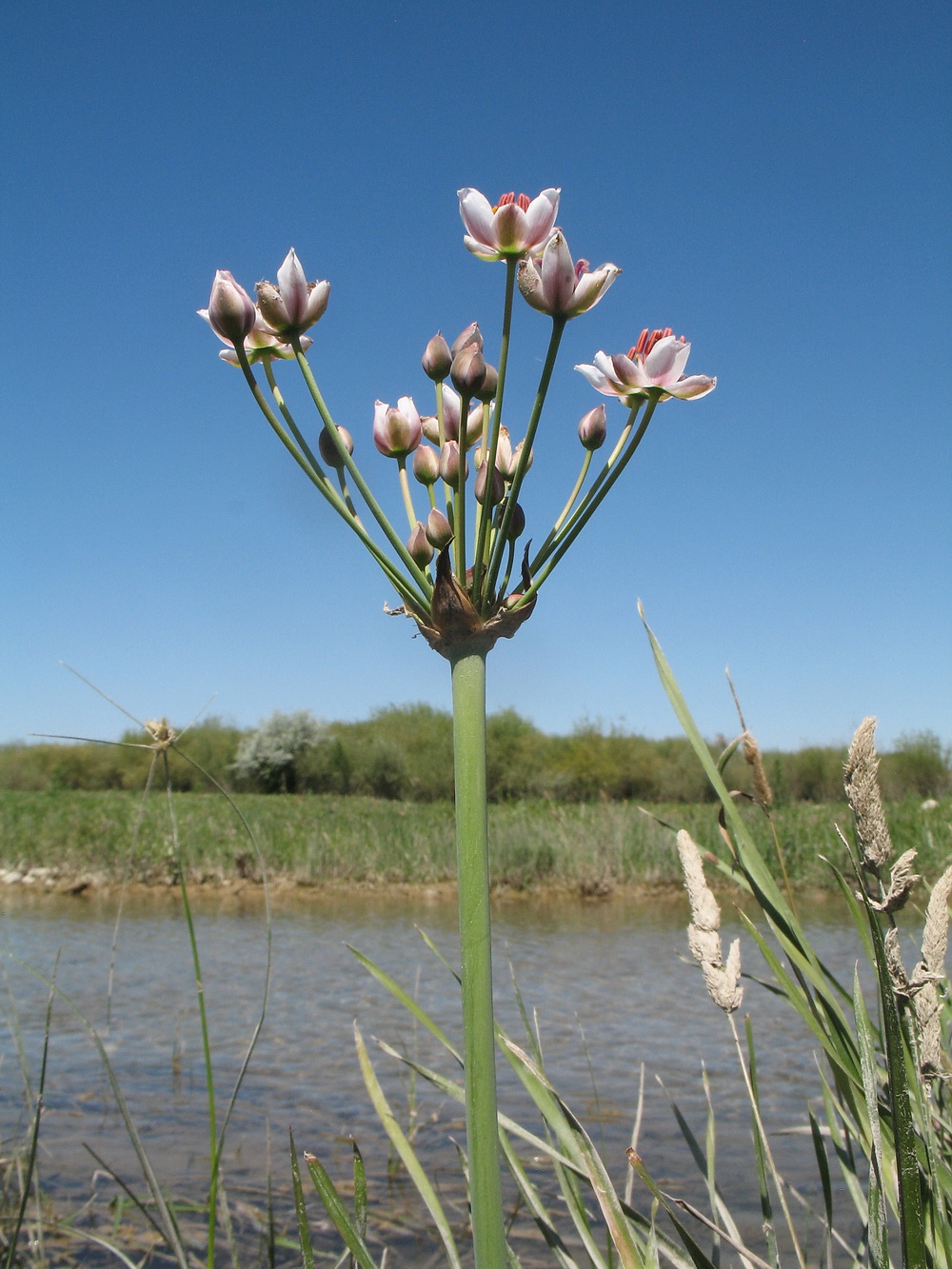 Изображение особи Butomus umbellatus.