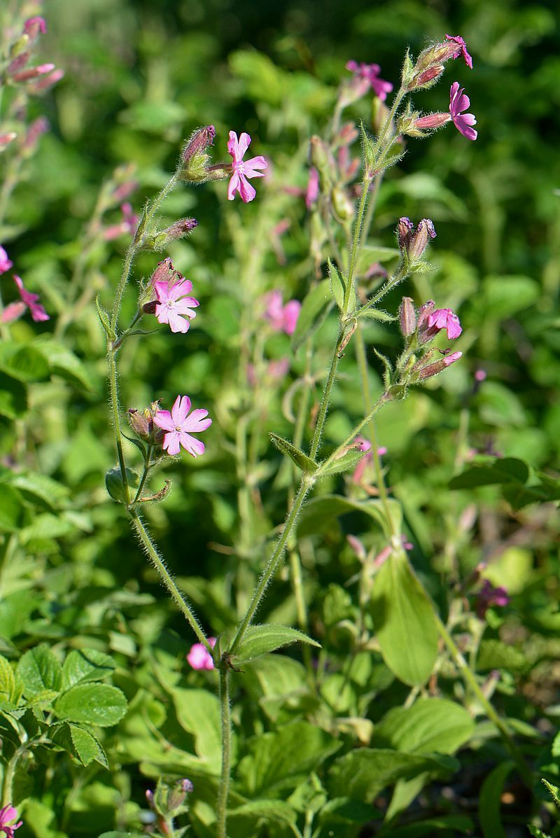 Изображение особи Melandrium dioicum.