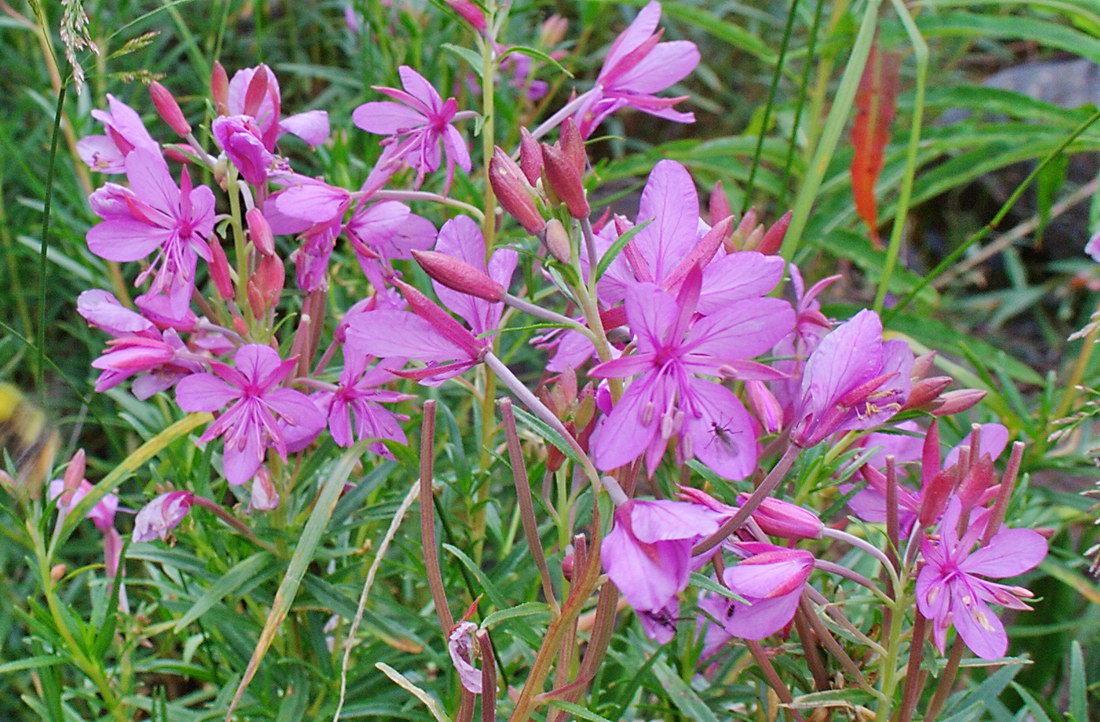 Изображение особи Chamaenerion colchicum.