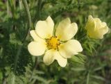 Potentilla astracanica. Цветок. Украина, г. Запорожье, о-в Хортица, высокий северный берег. 21.06.2020.