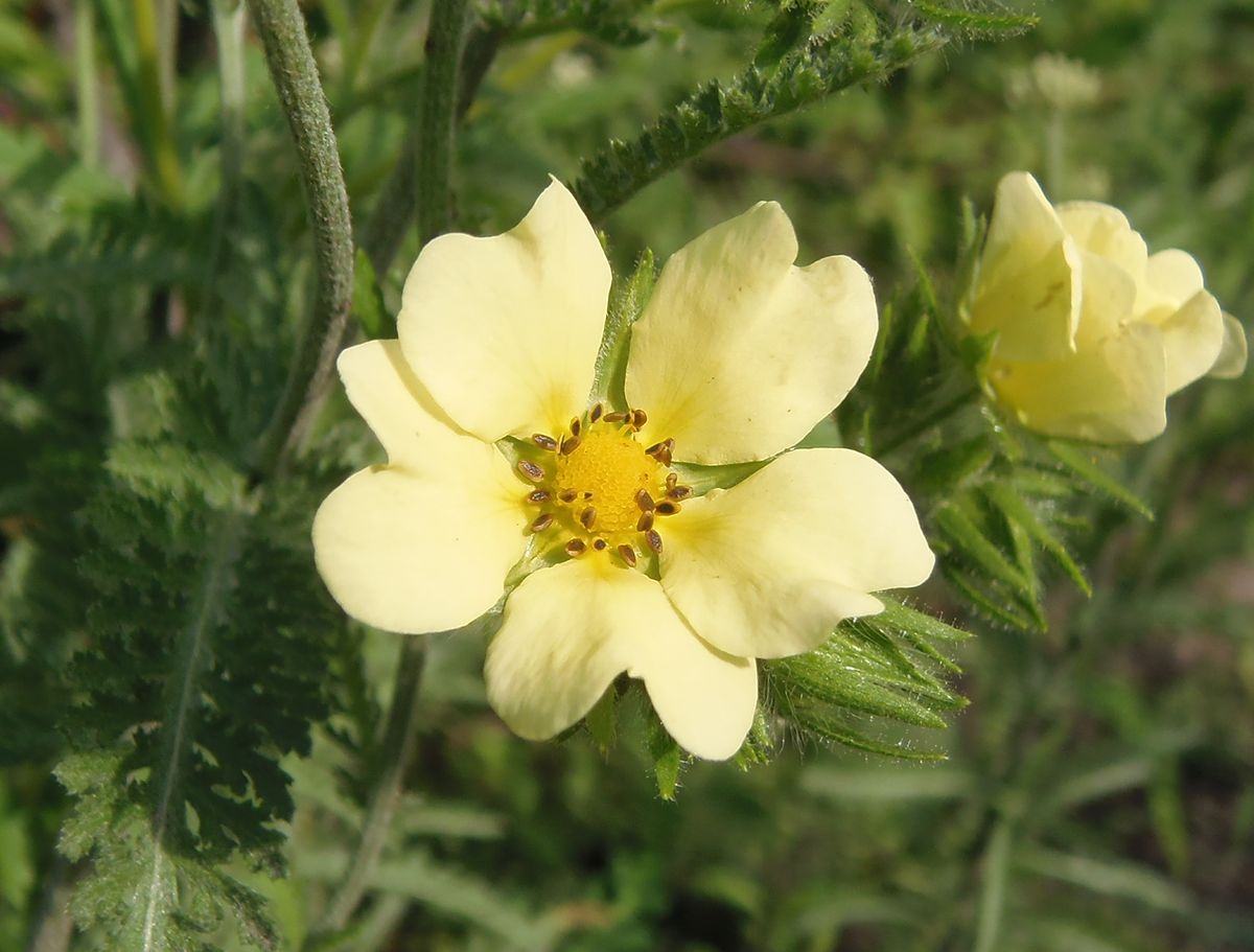 Image of Potentilla astracanica specimen.