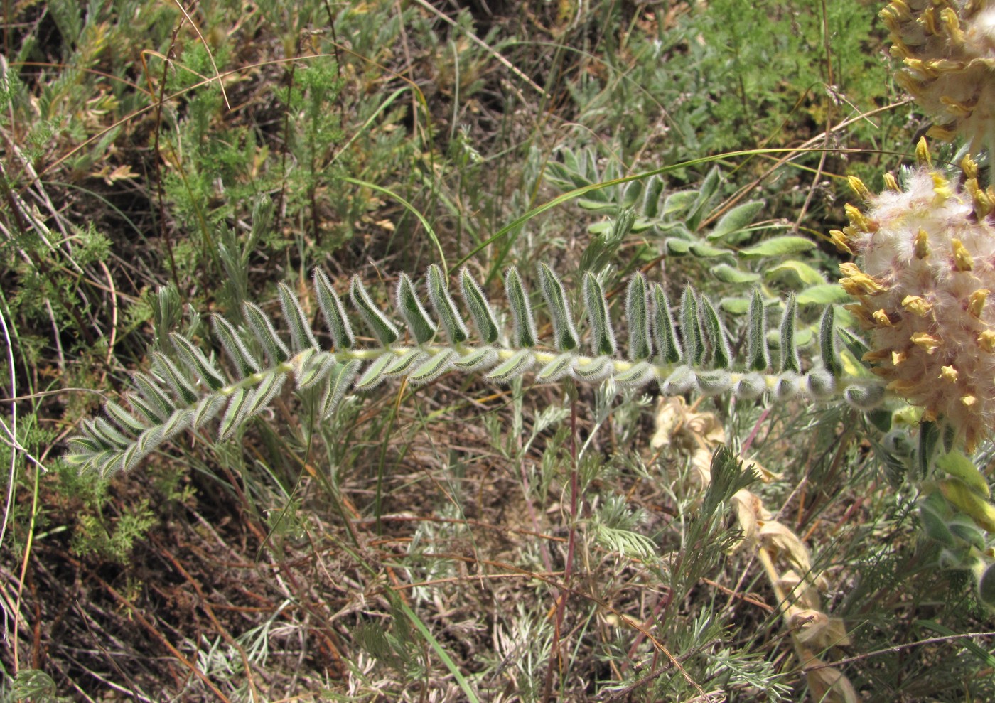 Изображение особи Astragalus maximus.