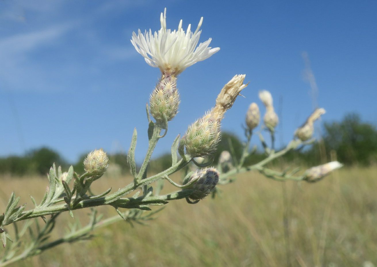 Изображение особи род Centaurea.