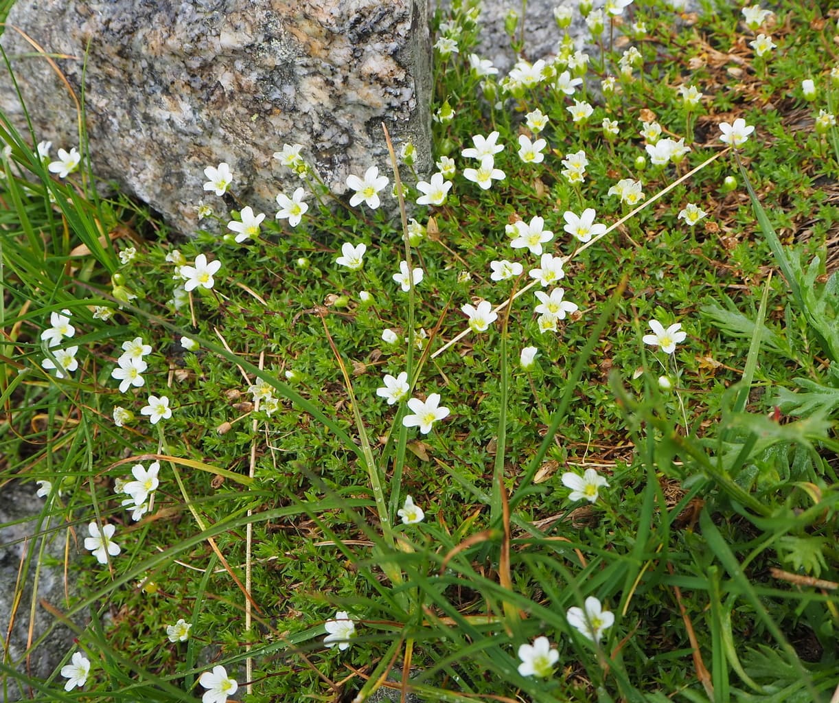 Image of Minuartia imbricata specimen.