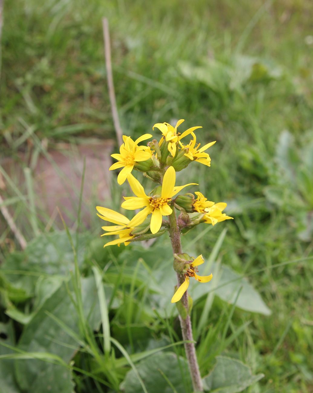 Image of Ligularia sibirica specimen.