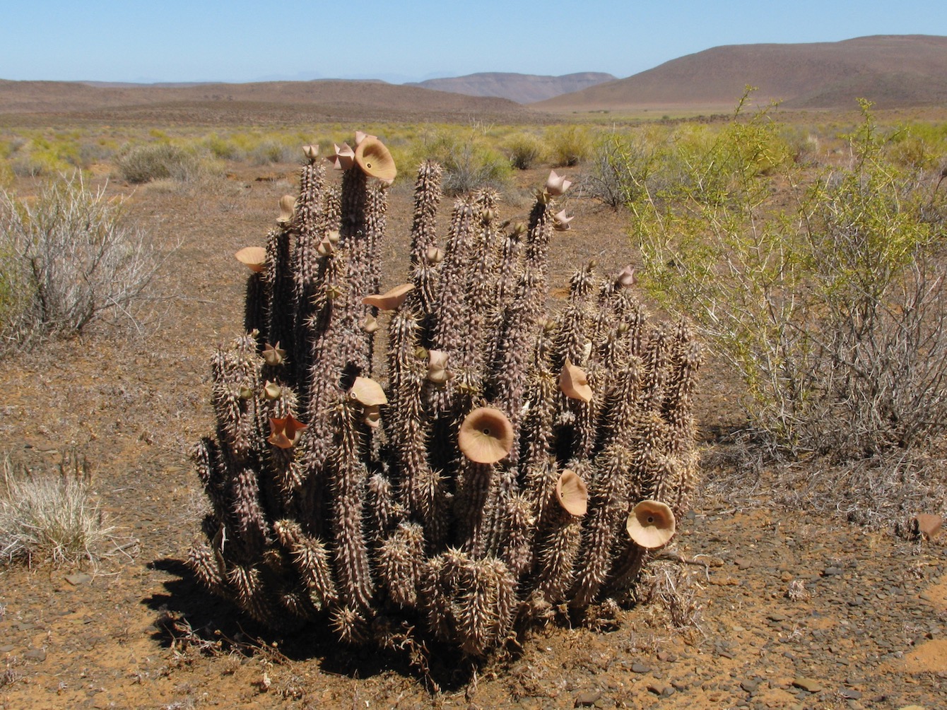 Изображение особи Hoodia gordonii.