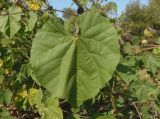 Abutilon theophrasti. Лист. Украина, г. Запорожье, балка Партизанская, луговой участок на правом берегу р. Хортичанки. 23.09.2020.