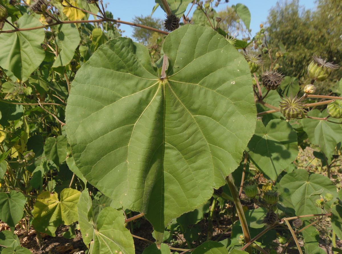 Image of Abutilon theophrasti specimen.