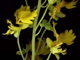 Tropaeolum peregrinum