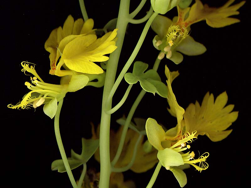 Изображение особи Tropaeolum peregrinum.