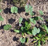 Malva neglecta