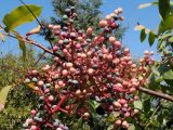 Pistacia terebinthus