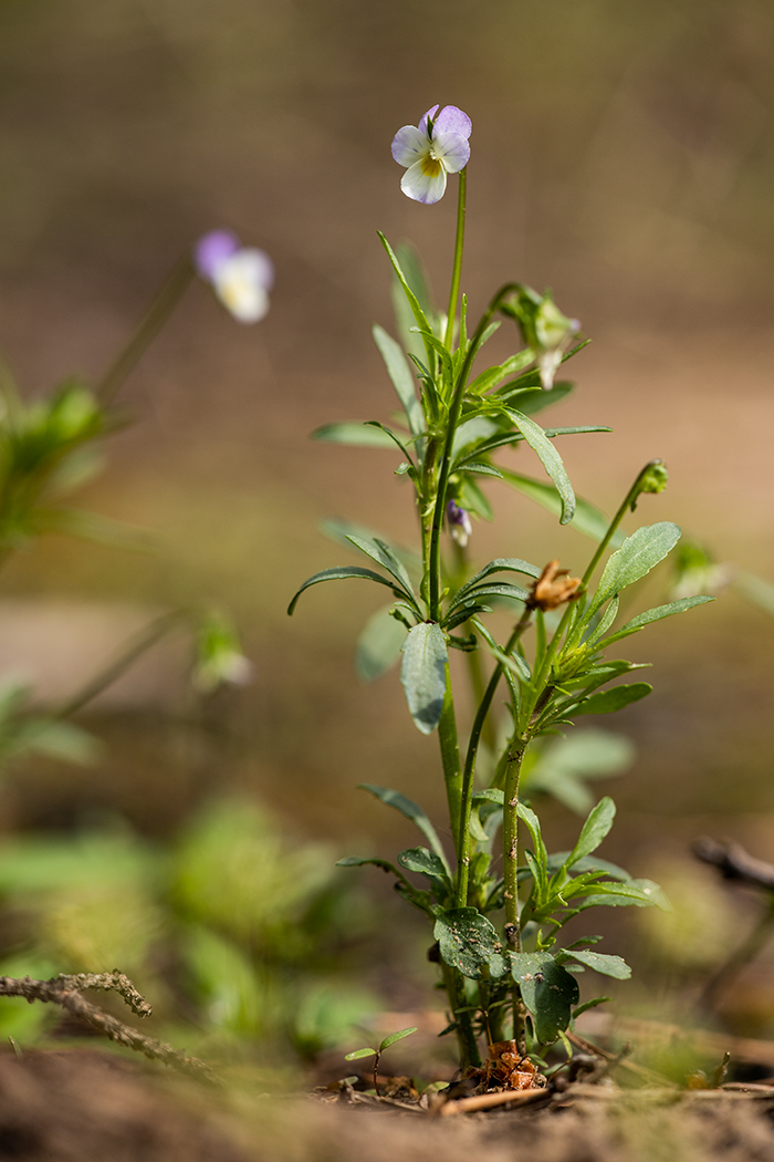 Image of genus Viola specimen.