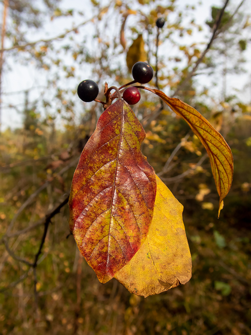 Изображение особи Frangula alnus.