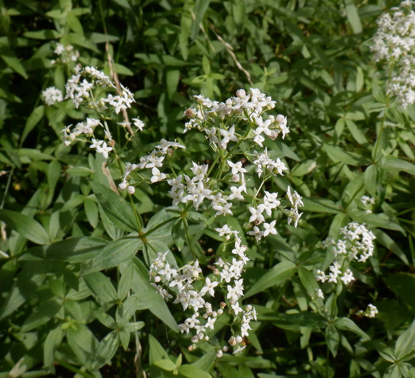 Image of Galium boreale specimen.