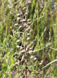 Verbascum phoeniceum