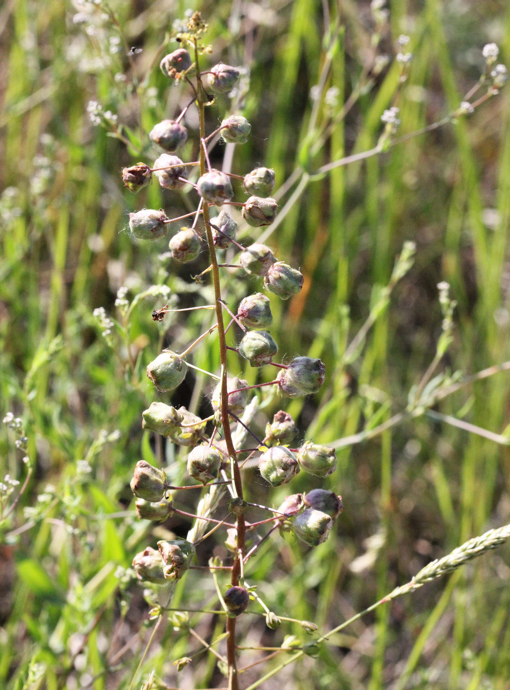 Image of Verbascum phoeniceum specimen.