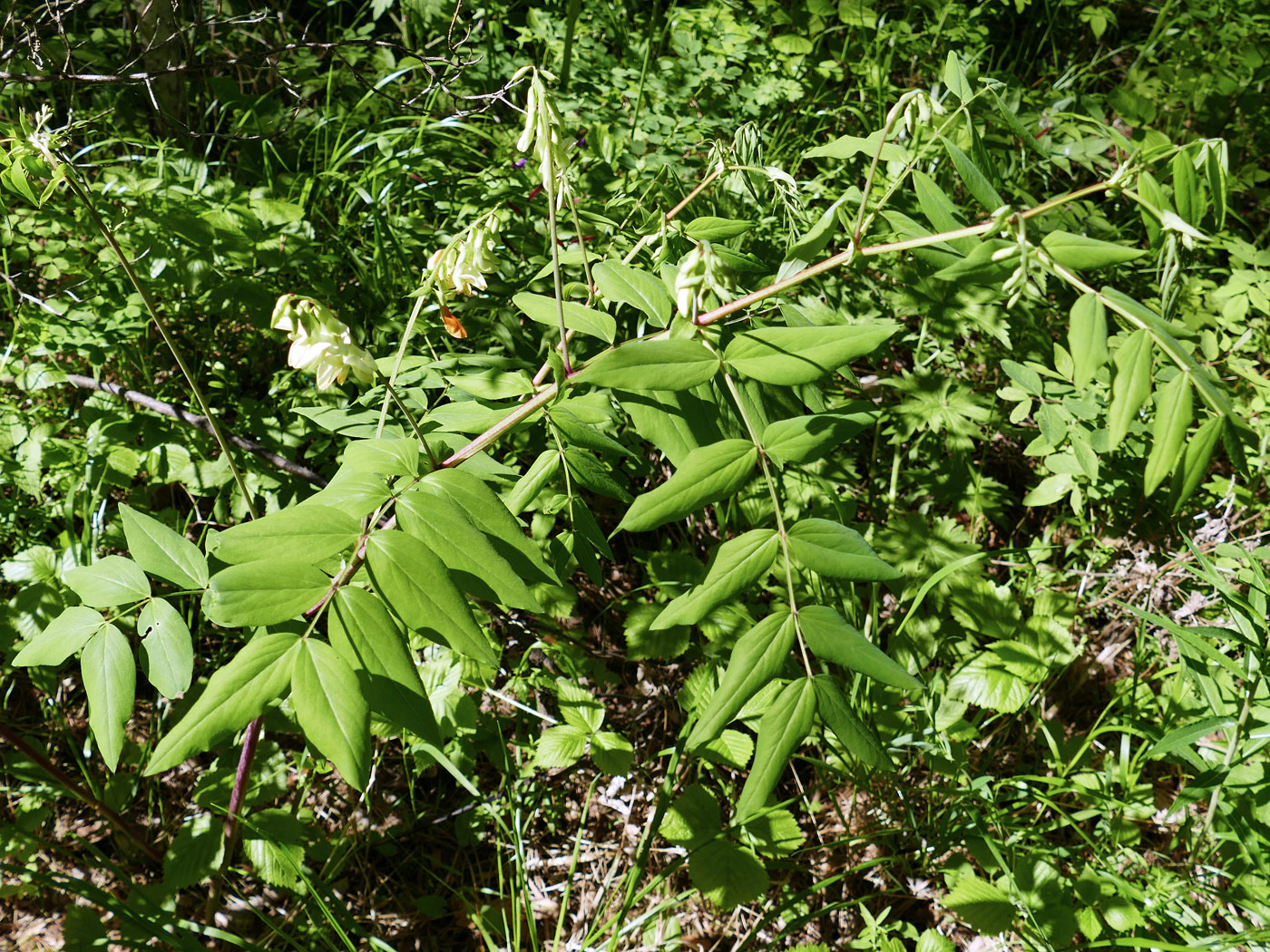 Image of Lathyrus gmelinii specimen.