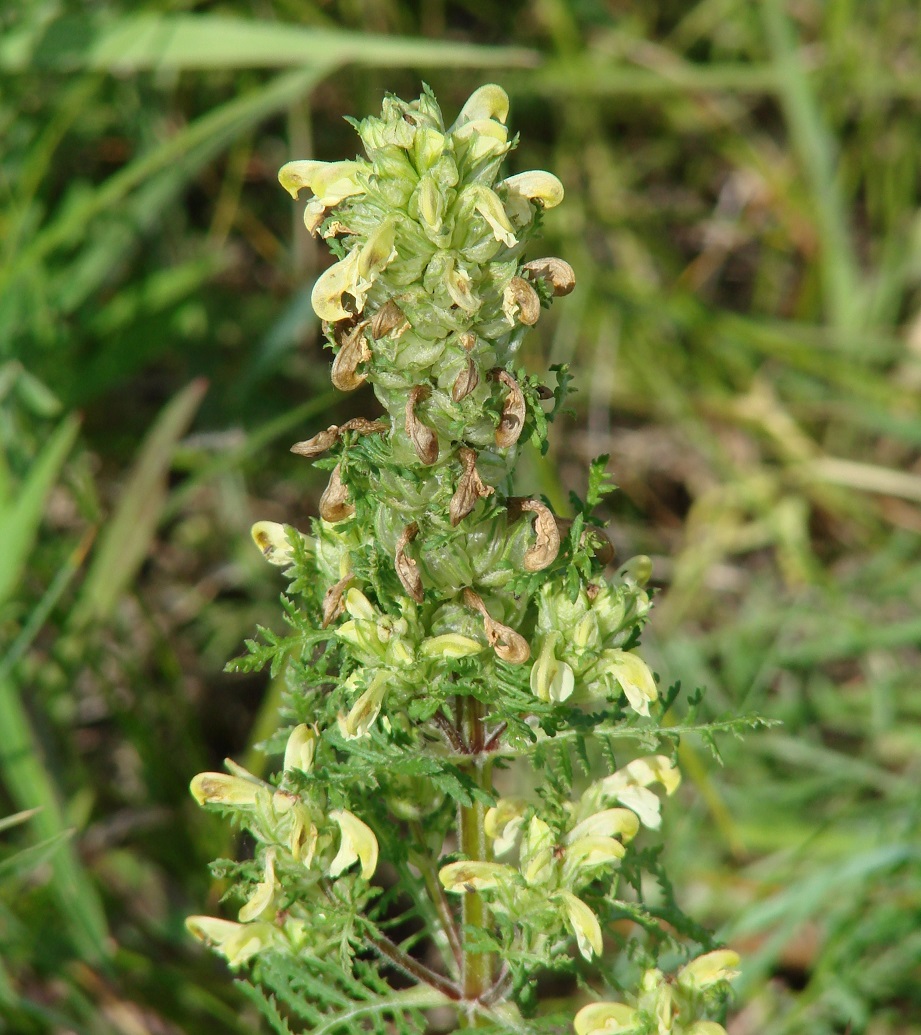 Image of Pedicularis myriophylla specimen.