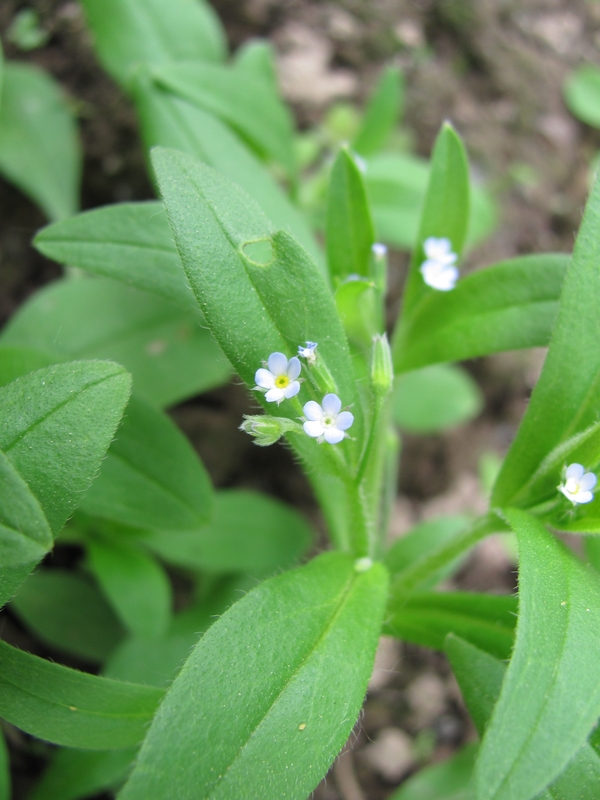 Изображение особи Myosotis sparsiflora.