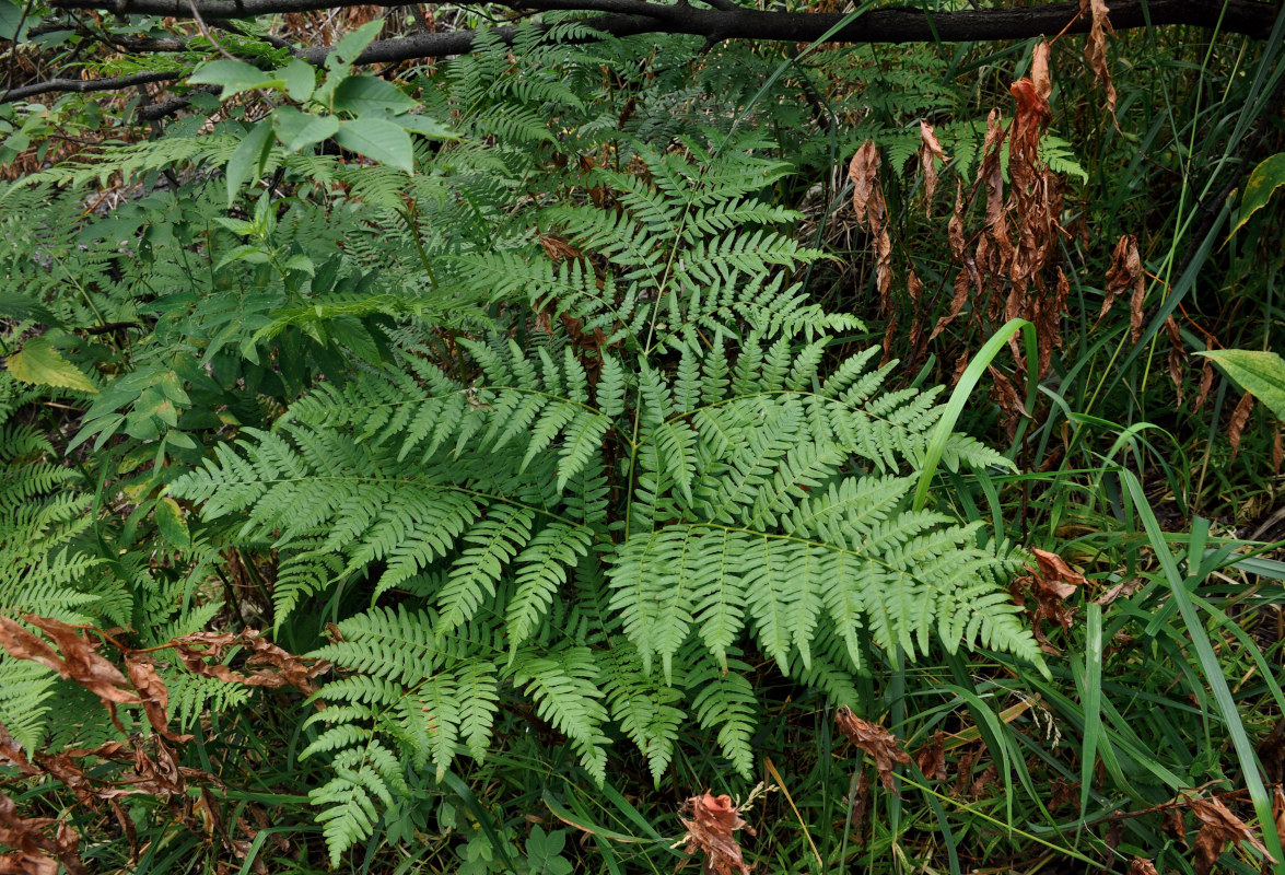 Изображение особи Pteridium pinetorum.