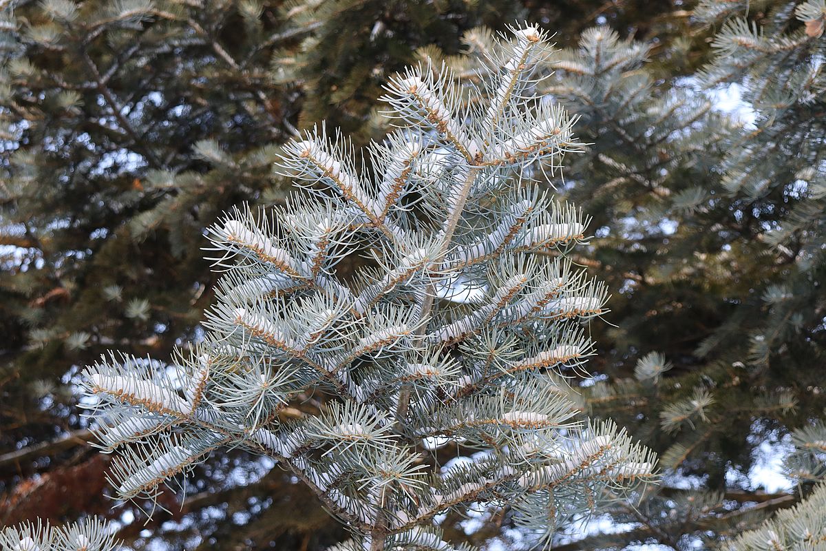 Изображение особи Abies concolor.