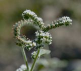 Heliotropium ellipticum