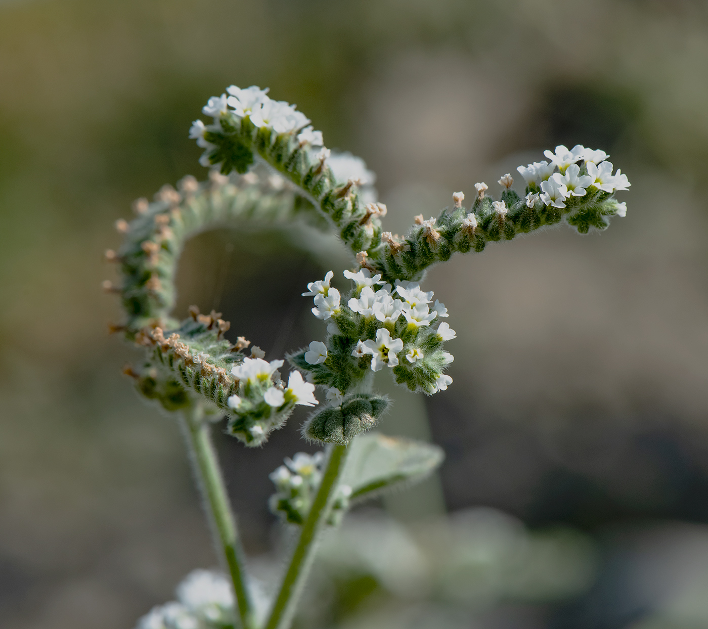 Изображение особи Heliotropium ellipticum.