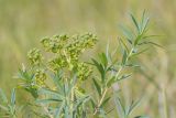 Euphorbia palustris. Верхушка растения с соплодиями. Ростовская обл., Азовский р-н, окр. хут. Лагутник, пойменный луг. 27.05.2017.