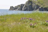 Oxytropis ruthenica