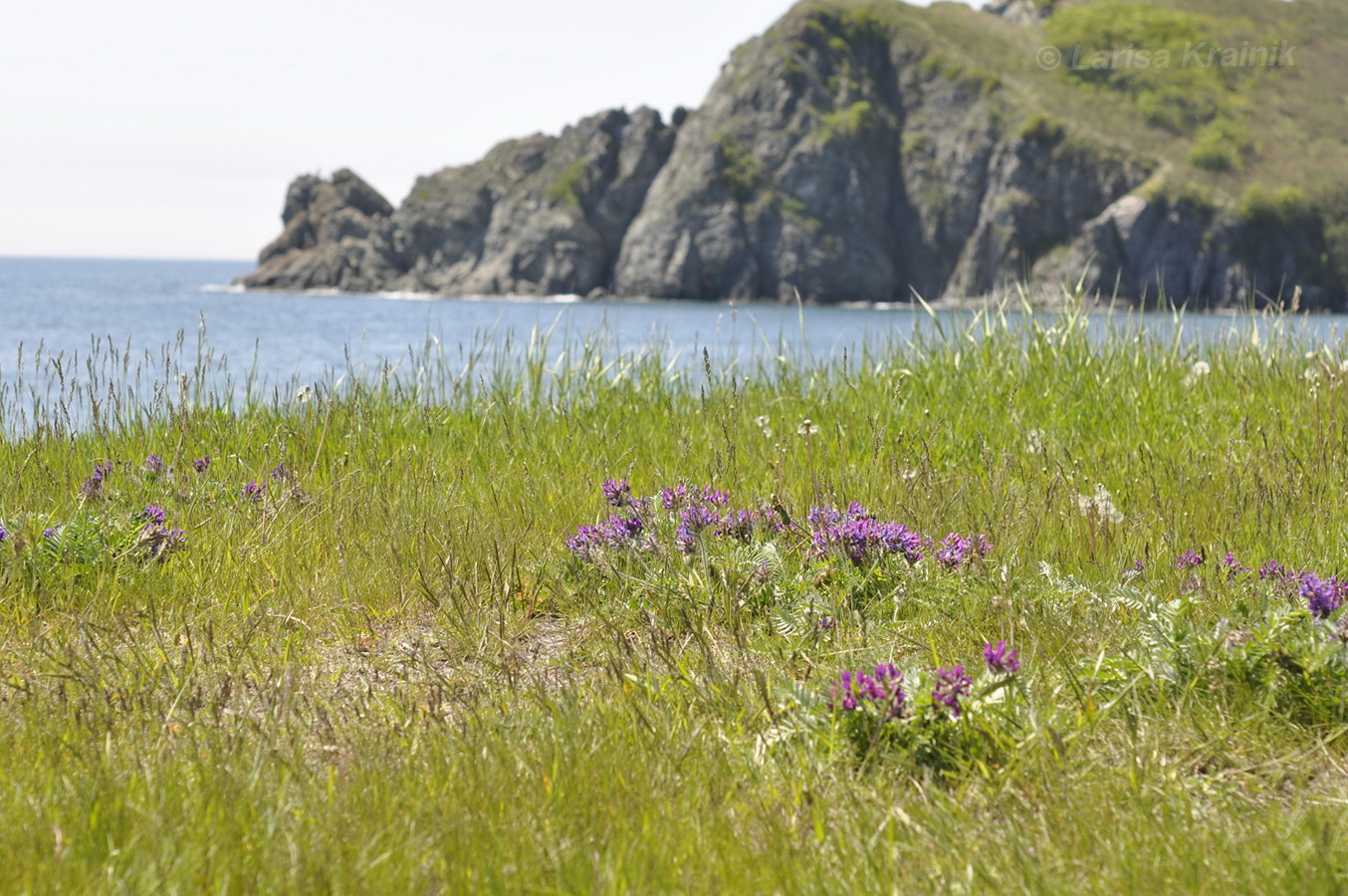 Image of Oxytropis ruthenica specimen.