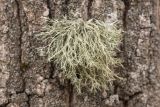 Ramalina farinacea