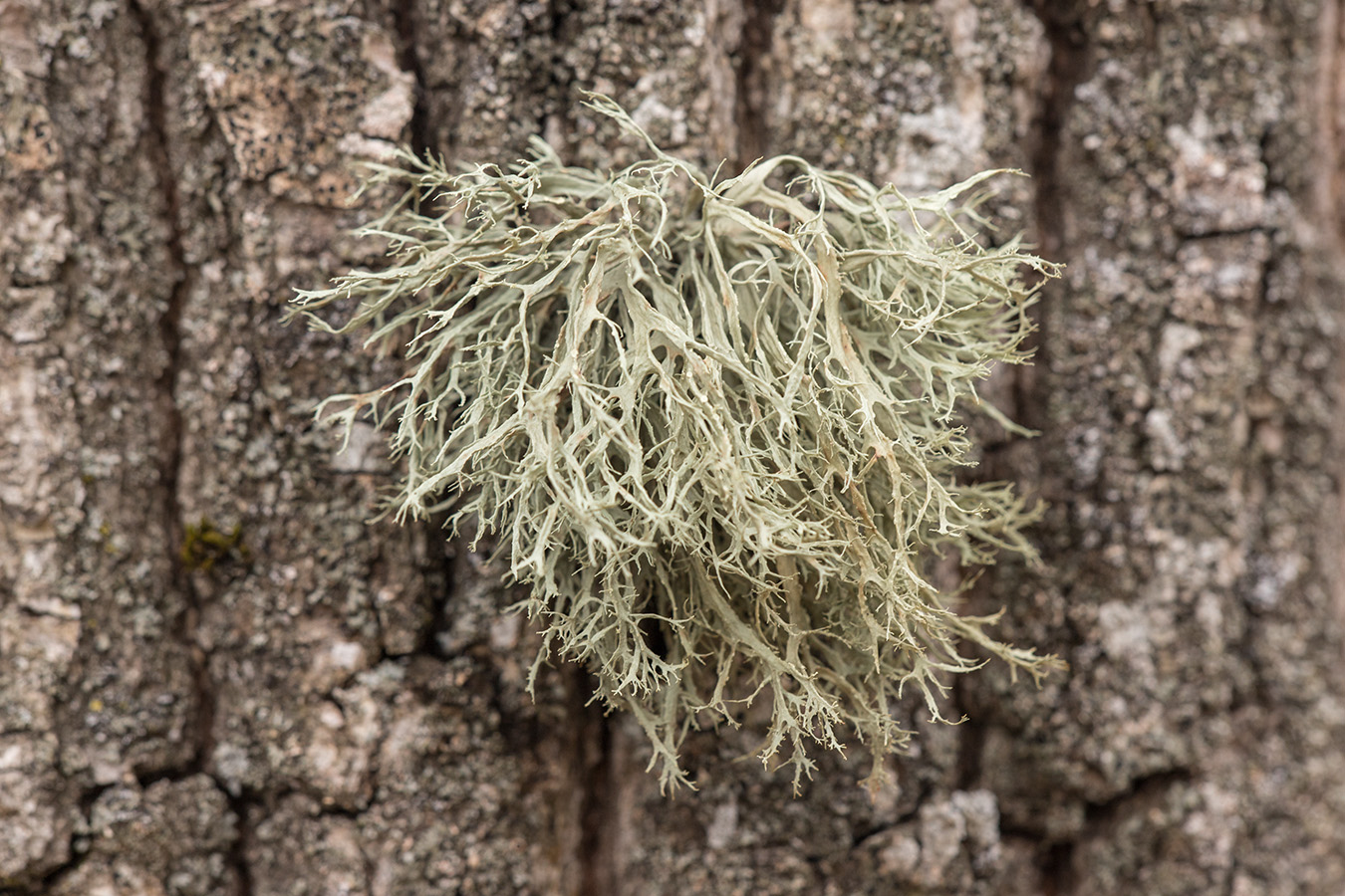 Изображение особи Ramalina farinacea.