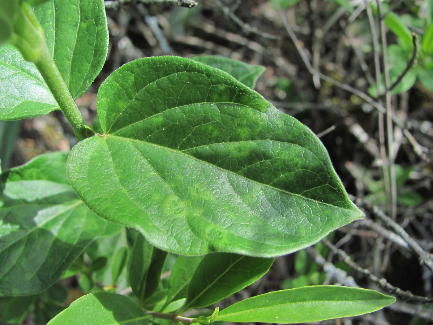 Image of Vincetoxicum hirundinaria specimen.