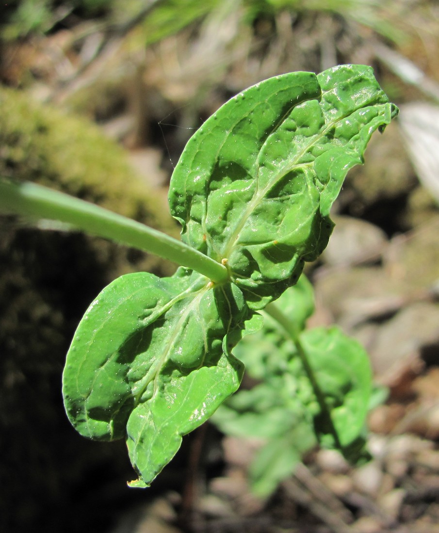 Image of Hypericum maleevii specimen.