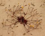 Picris asplenioides. Цветущее растение. Египет, окр. г. Эль-Дабаа, фригана на песке. 21.04.2019.
