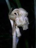 Hypopitys monotropa