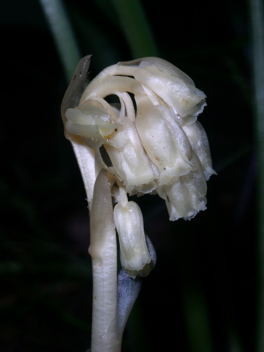 Image of Hypopitys monotropa specimen.