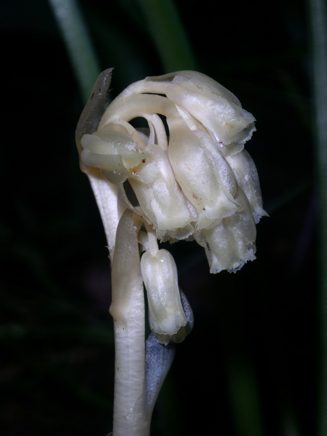 Изображение особи Hypopitys monotropa.