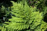Dryopteris assimilis. Верхняя часть листа. Свердловская обл., окр. г. Североуральск, подножие Сосьвинского хребта, долина р. Большая Сосьва, смешанный лес. 29.06.2010.