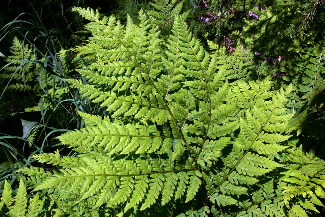 Изображение особи Dryopteris assimilis.