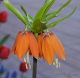 Fritillaria imperialis