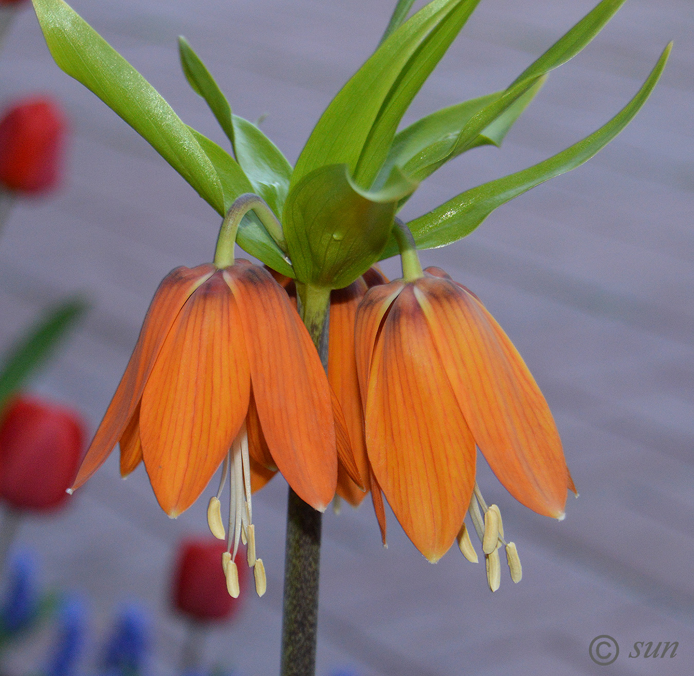 Image of Fritillaria imperialis specimen.