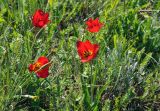 Tulipa suaveolens. Верхушки цветущих растений. Крым, Караларский природный парк, окр. бухты Шелковица, степь. 08.05.2021.