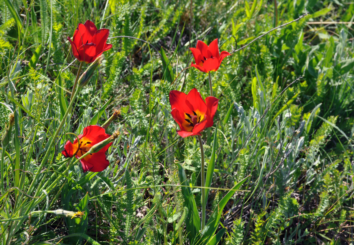 Изображение особи Tulipa suaveolens.