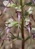 Himantoglossum caprinum. Часть соцветия. Крым, окр. Феодосии, Лисья бухта, пустынно-степной глинистый склон. 28 мая 2021 г.