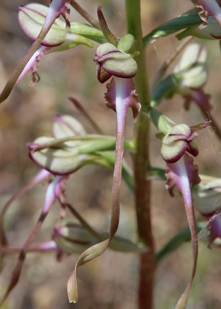 Изображение особи Himantoglossum caprinum.